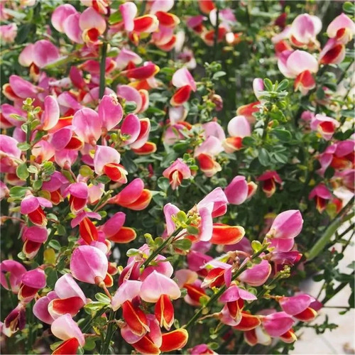Cytisus scorparius goldfinch - scorparius,