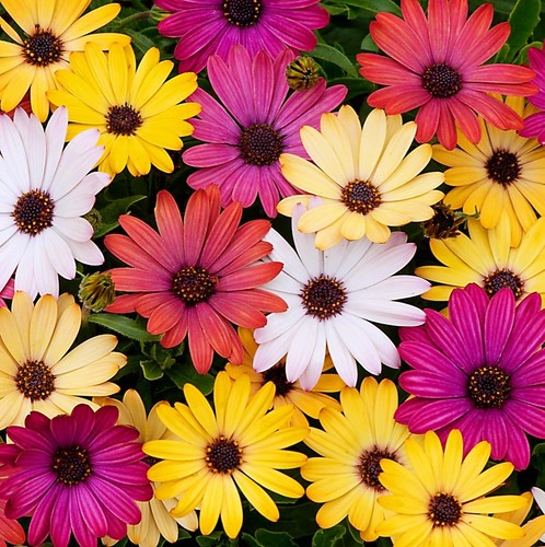 African daisy akila mixed - african,