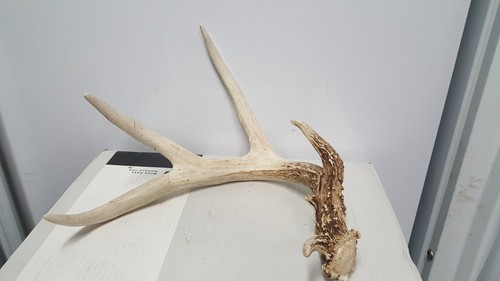 Big pt whitetail deer - pt,