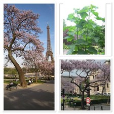 Foxglove tree sapling, Worlds Fastest Hardwood growing tree! Uk Hardy blossom
