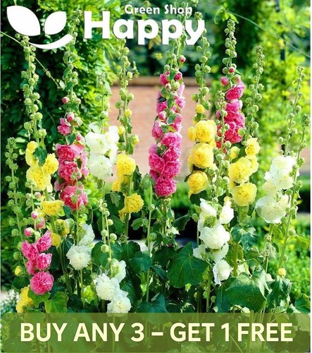 Hollyhock summer carnival - summer,