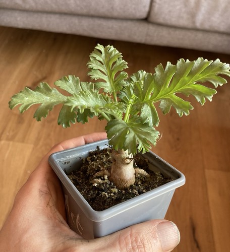 Pelargonium laxum 7cm - pelargonium,
