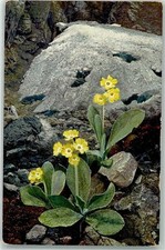 39613684 - Series 523 No.944 Alpine Flora Primula auricula Auricle Photochromy