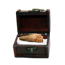 Large Real Spinosaurus Dinosaur Tooth Fossil in Wooden Chest
