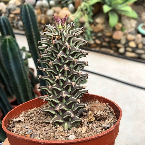 8cm succulent cactus plant - succulent,