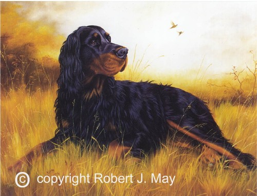 Gordon setter print robert - gordon,