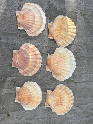 Sunset king sea scallop - sunset,
