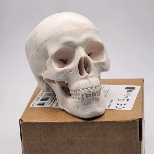 Human skull replica - uk,