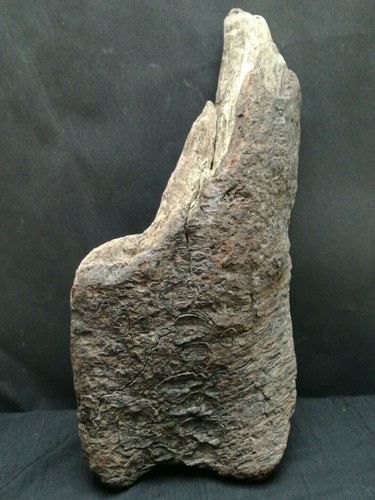 Unique driftwood thick - unique, piece