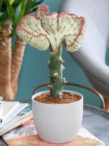 Euphorbia lactea cristata - euphorbia, 'cristata'