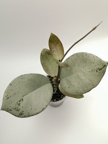 Hoya carnosa stardust - stardust, silver