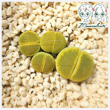 Lithops lesliei subsp. lesliei