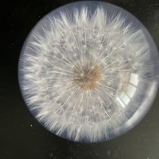 Vintage Hafod Grange Dandelion