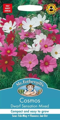 Fothergills cosmos dwarf - mr,