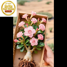 Desert Rose Bulbs for Planting
