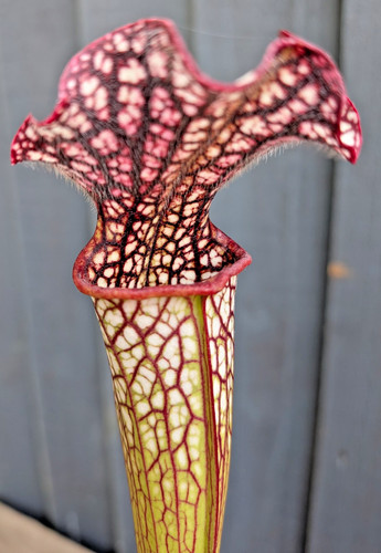 Sarracenia alucard giant - sarracenia,