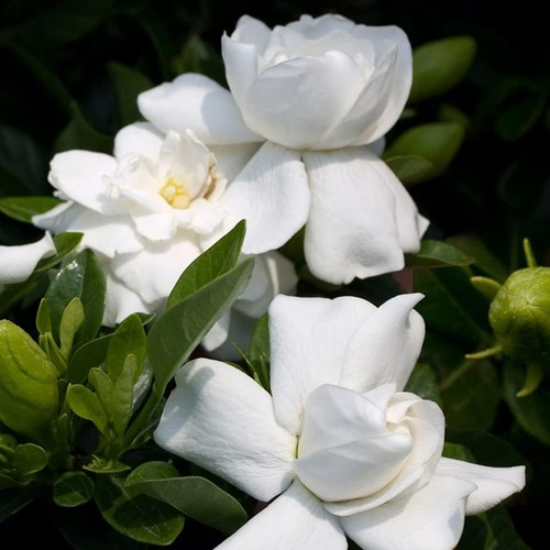 Gardenia crown jewel in - gardenia,