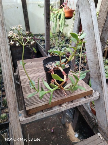 Crassula lactea taylors - crassula, plants