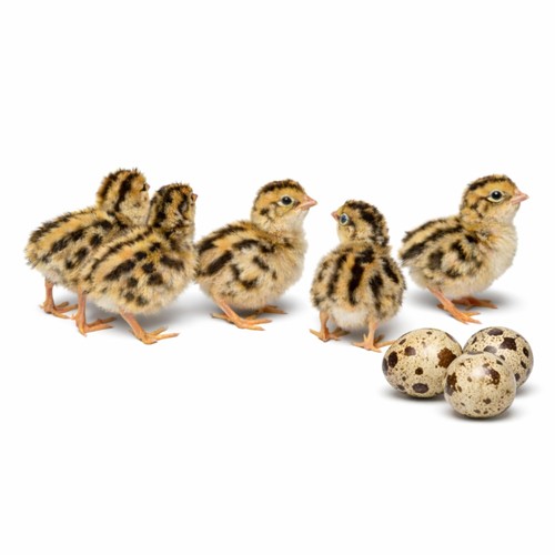 Daily bread homestead coturnix - homestead,