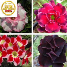 Desert Rose Bulbs for Planting