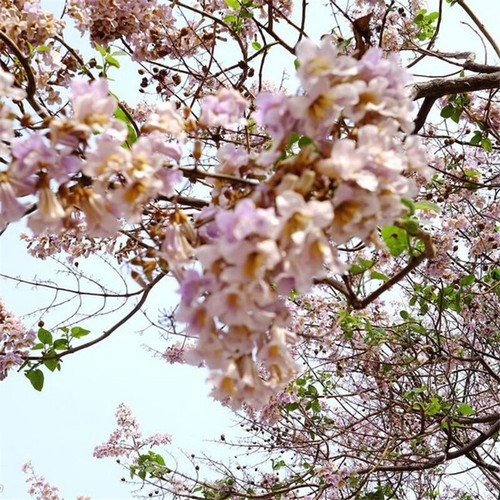 100pcs princess tree royal - princess,