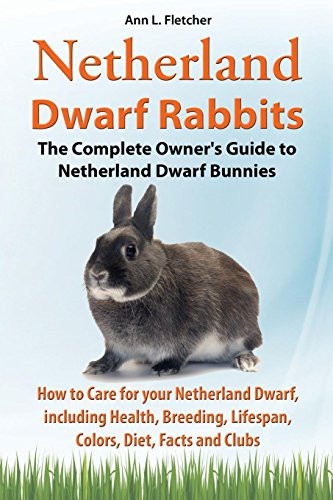 Netherland dwarf rabbits the - netherland, rabbits,