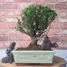 Boxwood (Buxus Harlandii)