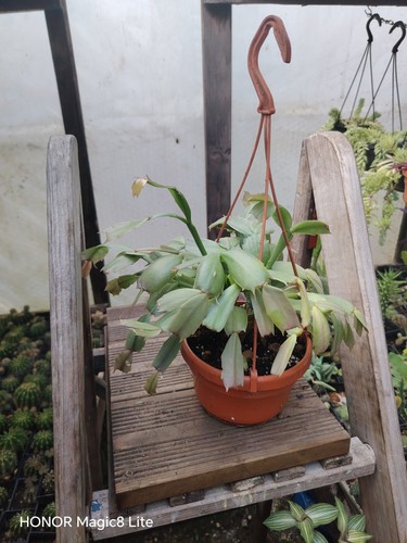 Christmas thanksgiving cactus - thanksgiving,