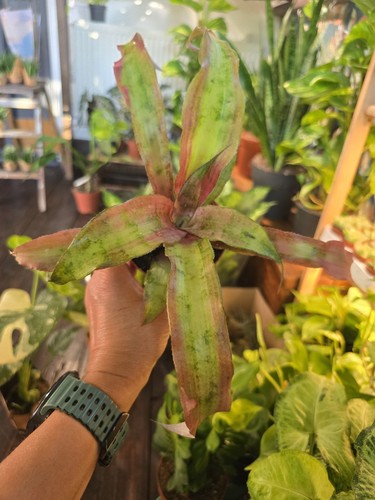 Cryptanthus bivittatus earth - cryptanthus,