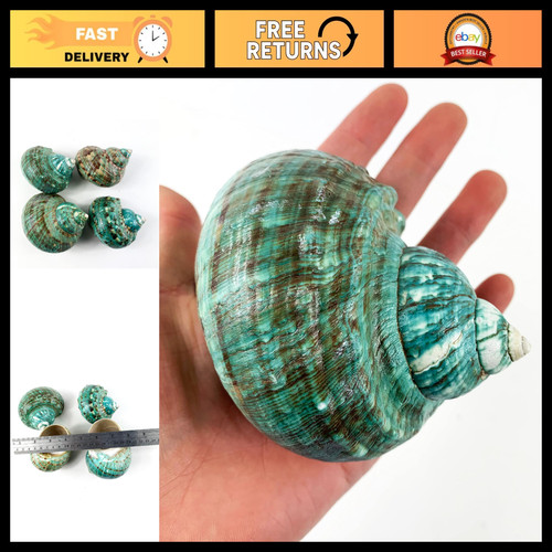 Natural large jade turbo - large,