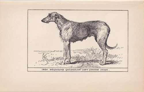 1900 irish wolfhound dog - wolfhound,