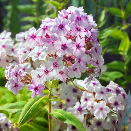 Garden phlox nora leigh - garden,