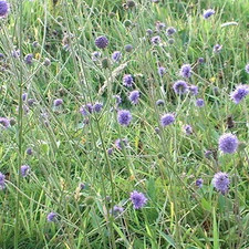 3 x Devil's Bit Scabious