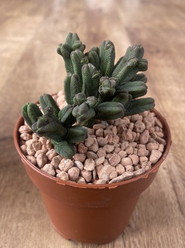 Crassula pyramidalis form - crassula,