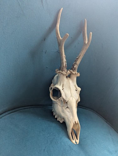 Skull roe deer - skull,