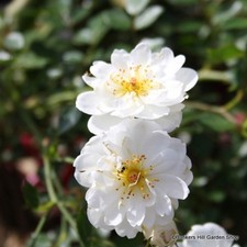 Moonlight - Shrub Rose FREE
