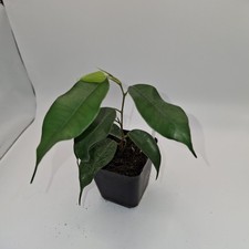 Ficus Benjamina Plant |