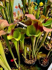 Sarracenia x Asbo Giant