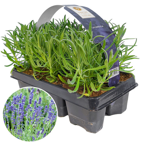 Lavender angustifolia fragrant - lavender,