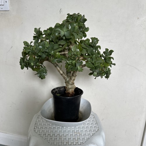 Around years healthy jade - years,