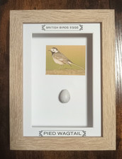 Framed British Birds Eggs Pied
