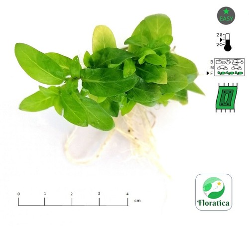 Live aquarium plant - live,
