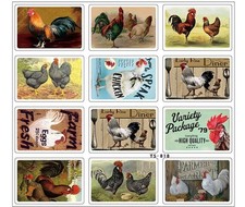 Chicken Rooster Shamo Male