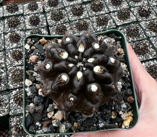 Black cactus neochilenia - black,