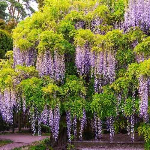 Chinese wisteria blue - blue, tree