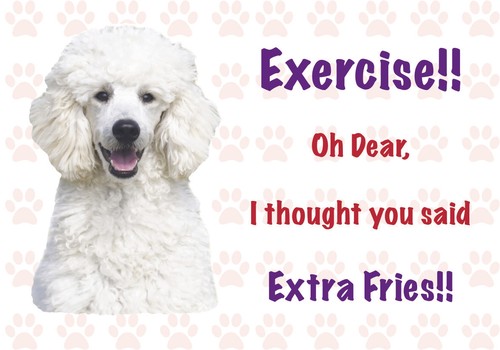 Funny white poodle dog vinyl - funny,