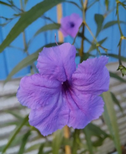 100 purple tall - purple,