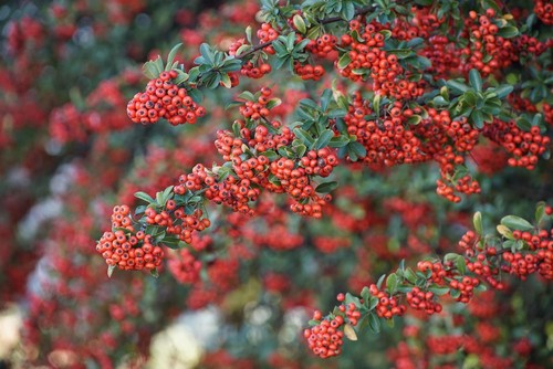Pyracantha red column - red,