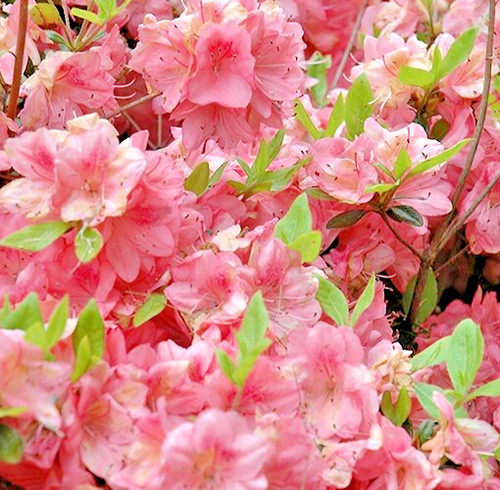 Azalea japanese evergreen - azalea,