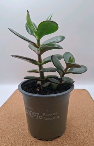 18cm lucky money plant - 18cm,